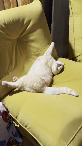 White cat sleeping on a yellow chair
