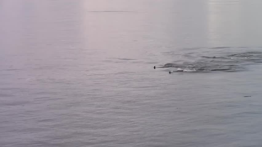 pod of orca whales in the ocean