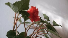 Tuberous begonia flowers, closeup of red Tuberous begonia flowers blooming on the window sill. Home decoration. Sunlight. Colorful Begonia Evansiana Andrews plants - Powered by Shutterstock - Get 15% off with code: PIKWIZARD15
