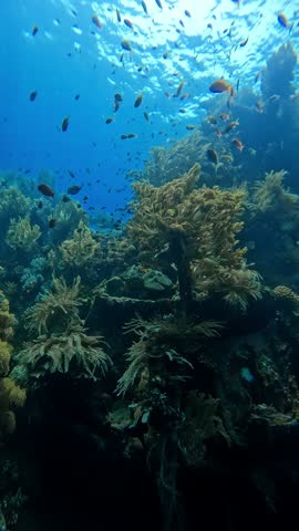 Colorful Tropical Fish Underwater, Coral Reef Marine Life, Ocean Wildlife, Vertical Video