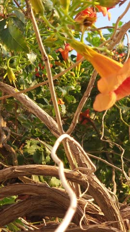 Beautiful close-up 4k video of vibrant trumpet vine flowers and twisted climbing vines under a clear blue sky. Perfect nature footage for gardening, landscaping, eco projects, floral backgrounds.