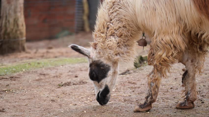 Llama grazing peacefully in a farm setting under natural light