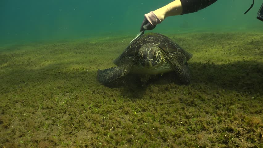 Diver cleans the shell of a young green sea turtle (Chelonia mydas) with a white toothbrush in Tulamben, Bali. The turtle stays calm and continues grazing on seagrass.