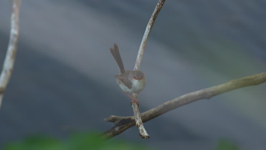 A female Superb Fairywren (Malurus cyaneus) perches gracefully on a branch, set against the serene river background in its natural habitat, close up shot.