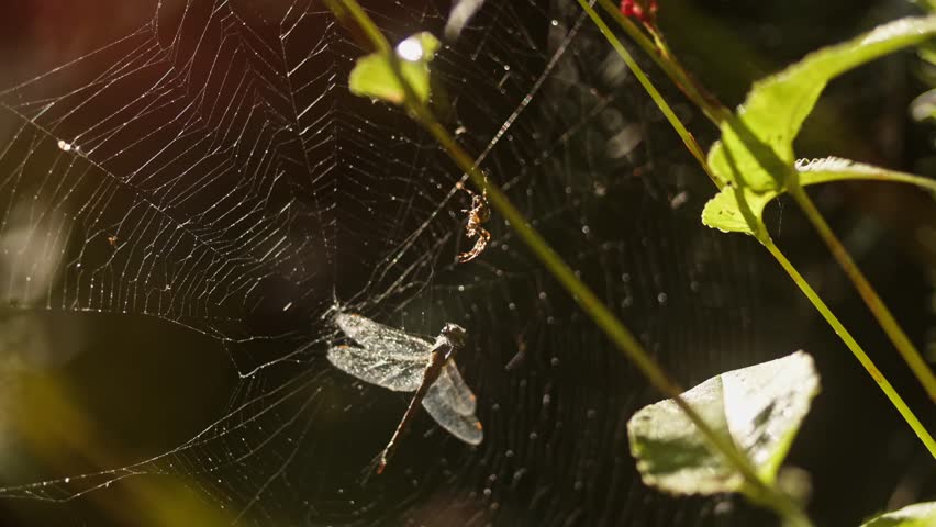 European garden spider Araneus diadematus sits on dragonfly prey caught in web