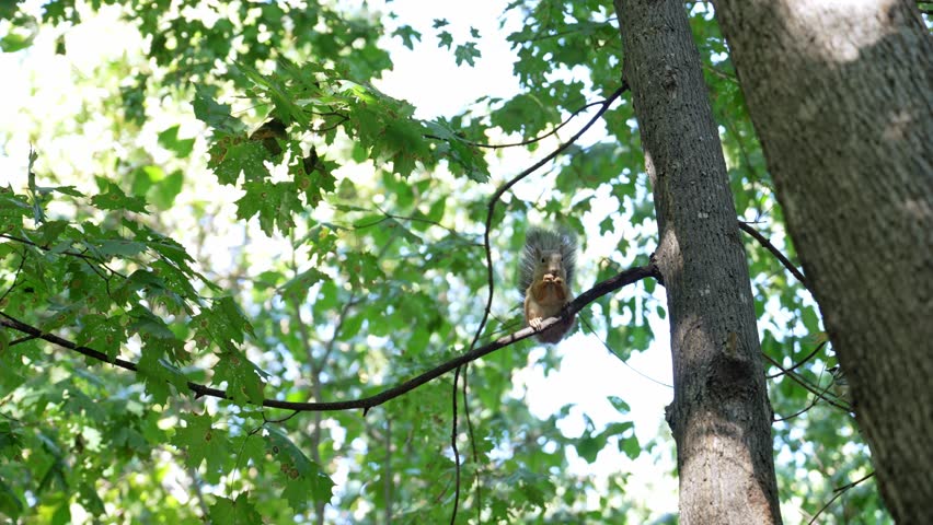 Gray squirrel perching on wooden branch, carefully nibbling forest snack while surrounded by lush green leaves, basking in warm sunlight filtering through woodland canopy