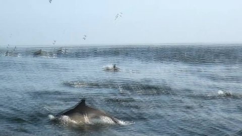 Common Dolphins Running the Santa Barbara Channel, California