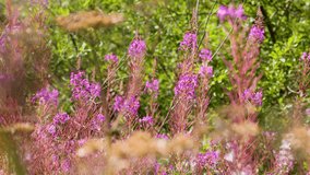 Bee moves among vibrant fireweed blossoms, sunlit, shallow focus, gentle handheld camera movement - Powered by Shutterstock - Get 15% off with code: PIKWIZARD15