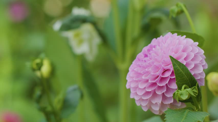 Camera slowly pans across vibrant pink dahlia flower with lush green blurred background