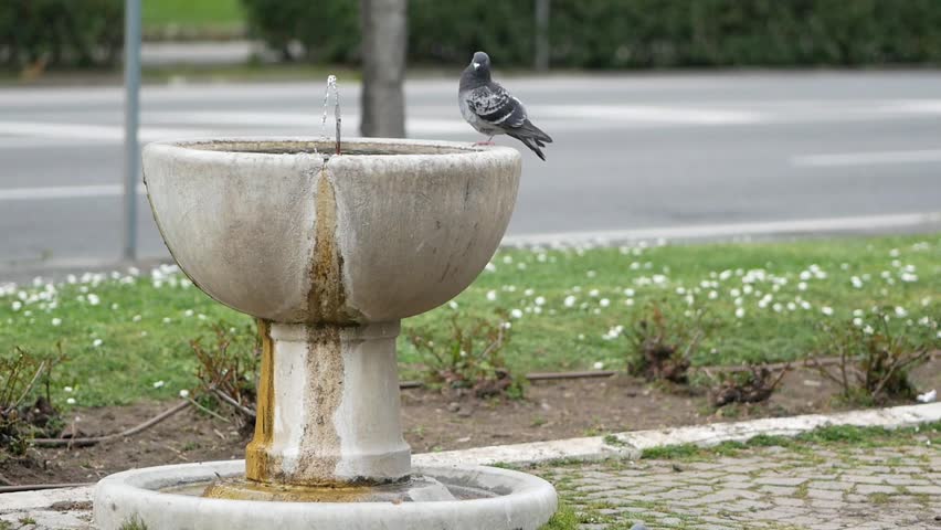 Close-up of a pigeon drinking water from a basin fountain in the garden