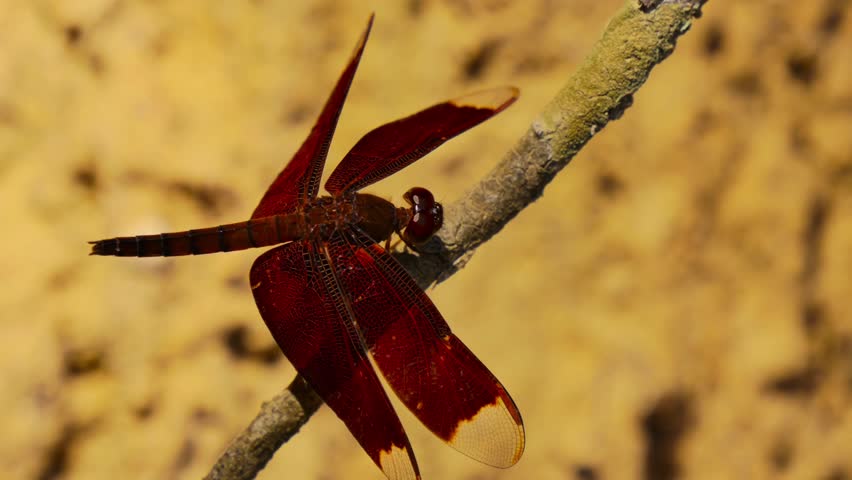A Vibrant Red Dragonfly Perched on a Branch