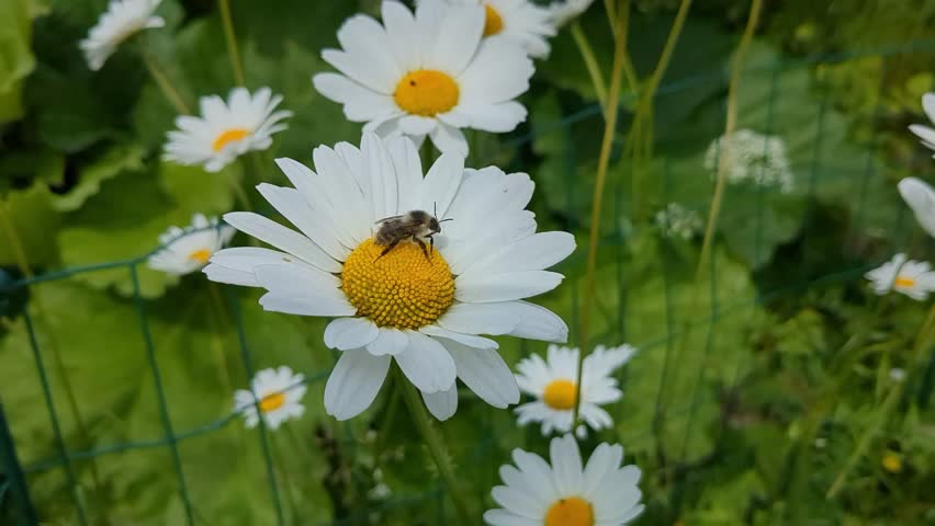 Bumble bee pollinating daisy flowers and flying away, nature pollinator detail, close up