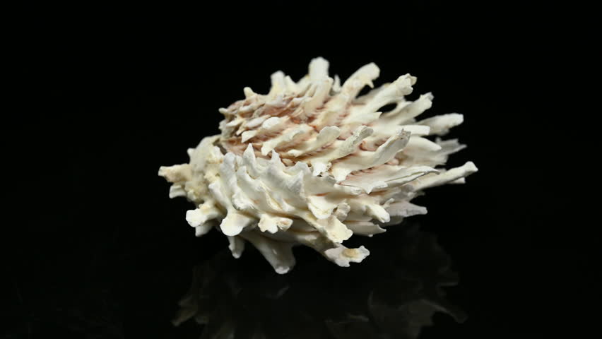 Close-up 4K video of a white,
intricately textured seashell with
numerous spiky projections,
isolated on a reflective black
surface