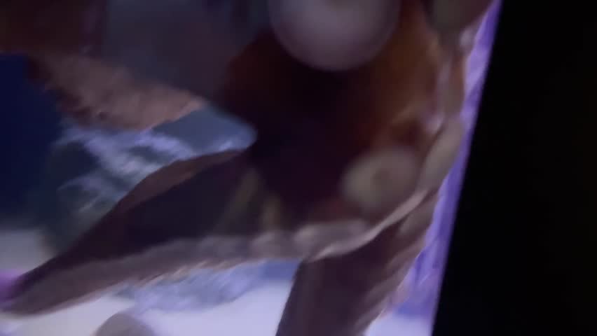 Giant octopus is stretching its tentacles in an aquarium in Japan