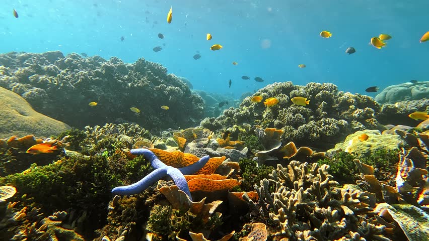 Blue Starfish Underwater with Sunlight Rays in Clear Water