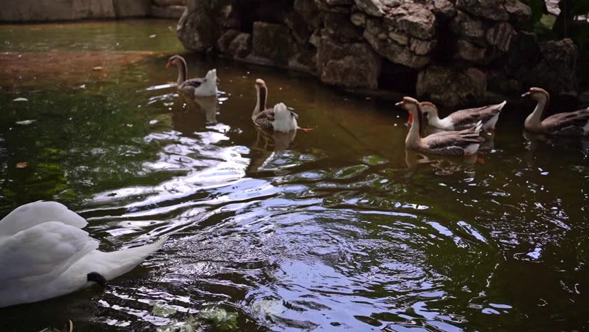 Geese swimming in a pond in a park