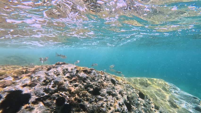 Underwater view of reef with fish swimming near sea urchins and textured rocks, illuminated by sunlit water surface. Ideal for marine biology, snorkeling, diving, and cinematic visuals.