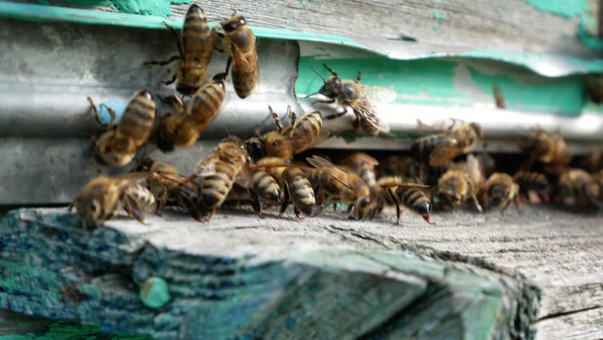 Many bees are sitting on the hive entrance in the apiary. Honey production, honey harvest