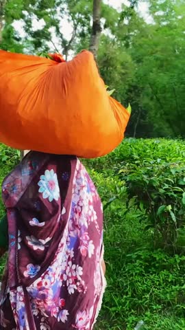 Lush green tea fields in Bangladesh, peaceful outdoor scene, vibrant nature