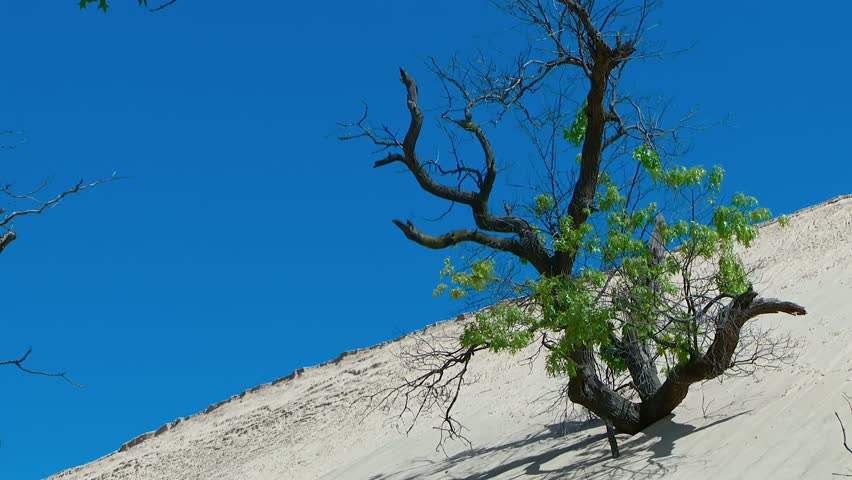 Isolated Tree Over Sand Dunes In Indiana Dunes National Park, USA. Static Shot