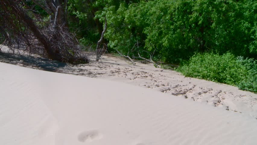 Sand dune slope with trees and green vegetation, Indiana Dunes National Park, Lake Michigan