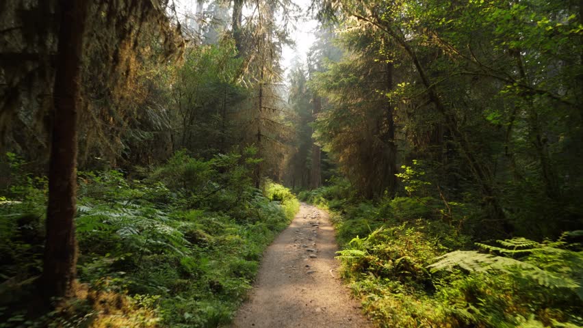 Rocky forest trail winds through lush green woods as sunlight filters gently between tall trees in County Wicklow Ireland, creating a serene natural pathway for walking