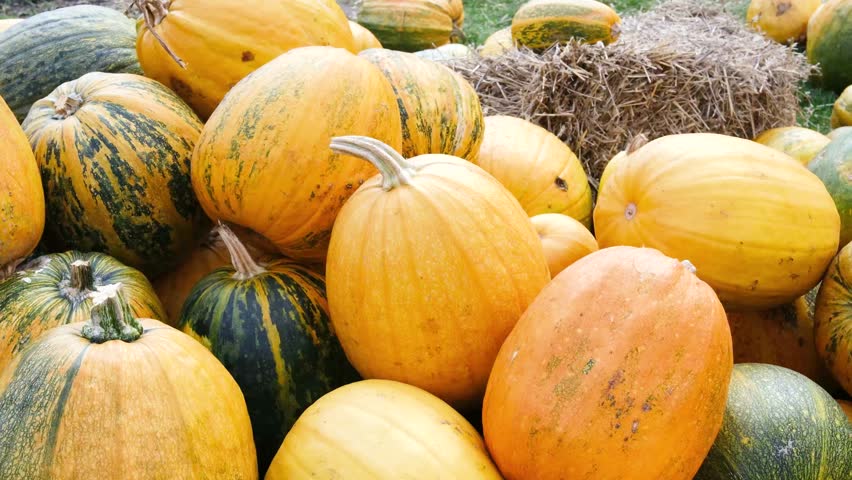 Pile of fresh pumpkins and squash in a field with straw, autumn harvest