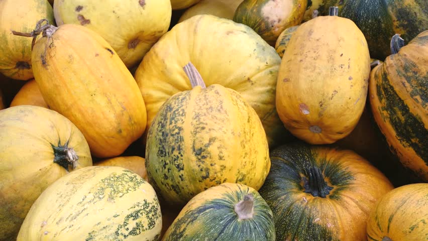 Pile of heirloom spaghetti squash and pumpkins variety of shapes and colors