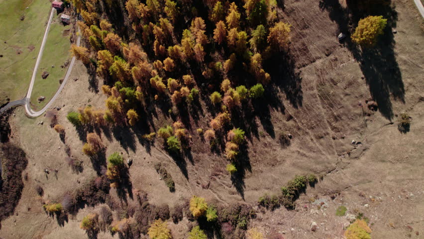 Top down shot of yellow conifer trees in autumn, Lötschental, Switzerland