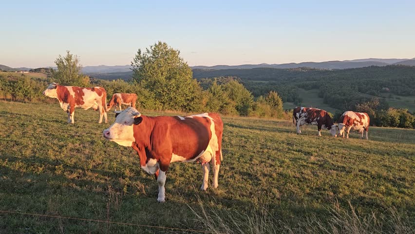 A group of cows stand and graze on a grassy pasture in warm evening sunlight, with rolling hills, trees, and distant mountains forming a peaceful rural backdrop under a clear sky