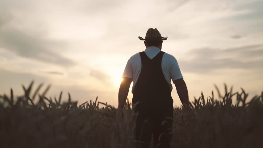 Cinematic shot in rural landscape, farmer walking in field in evening, back view . Organic farming and agribusiness, agronomist examining plants in farmland, moving through rye or wheat spikelets