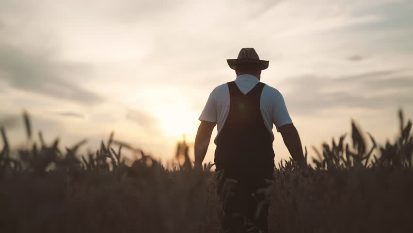 Cinematic shot in rural landscape, farmer walking in field in evening, back view . Organic farming and agribusiness, agronomist examining plants in farmland, moving through rye or wheat spikelets