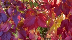 Parthenocissus quinquefolia (Latin: Quinquefolia) is a woody deciduous vine. Red leaves blow in the wind on a sunny day. - Powered by Shutterstock - Get 15% off with code: PIKWIZARD15