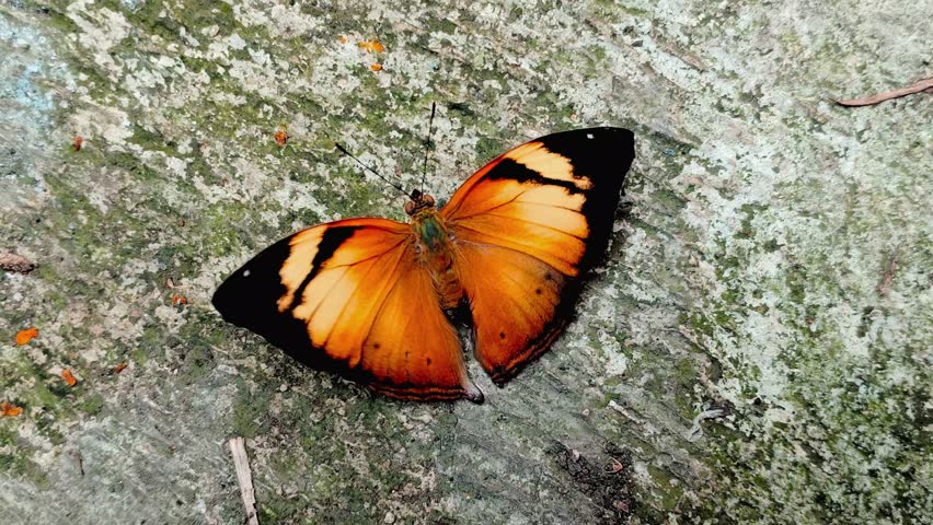 A female "Autumn Leaf" butterfly flapping its wings on a cement floor. The species with the scientific name "Doleschallia bisaltide" belongs to the family Nymphalidae and the subfamily Nymphalinae.