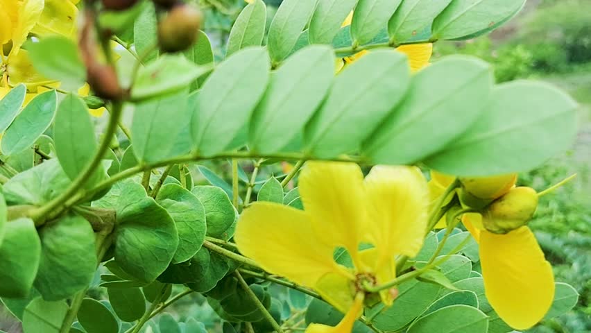 Natural vegetation with dense green foliage and bright orange flowers captured in a rural outdoor landscape