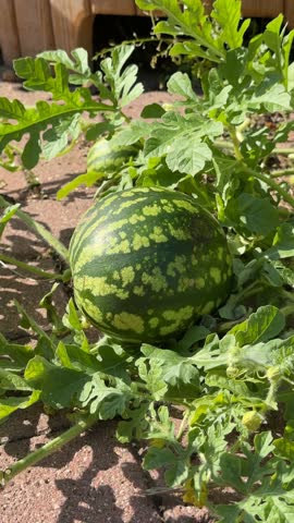 Watermelon plant with ripe fruit growing in garden on sunny day, suitable as natural background video