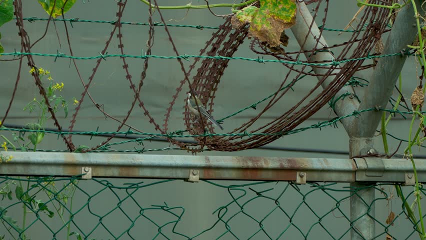A great tit bird perched on rusty barbed wire next to a wire fence.