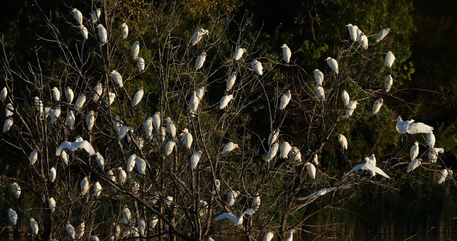 A flock  of western cattle egrets (bubulcus ibis) in a dormitory tree, the Camargue, Southern France
