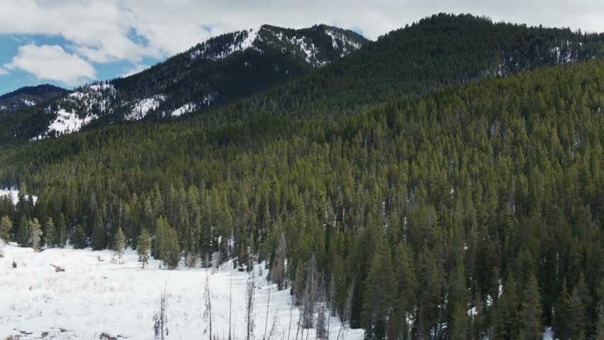 A forest of pine trees covers the mountains in a snowy landscape