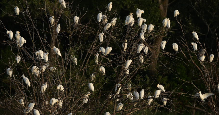 A flock  of western cattle egrets (bubulcus ibis) in a dormitory tree, the Camargue, Southern France