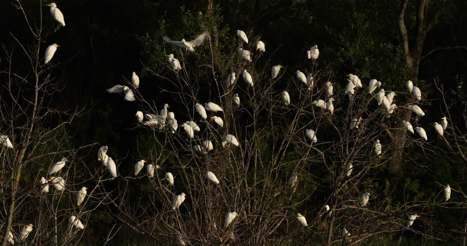 A flock  of western cattle egrets (bubulcus ibis) in a dormitory tree, the Camargue, Southern France