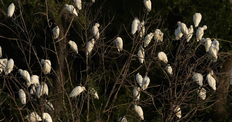 A flock  of western cattle egrets (bubulcus ibis) in a dormitory tree, the Camargue, Southern France