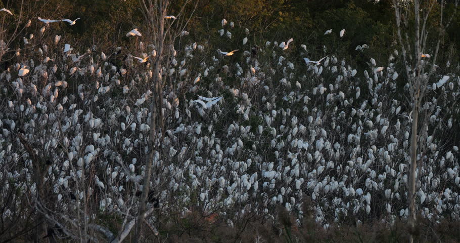 A flock  of western cattle egrets (bubulcus ibis) in a dormitory tree, the Camargue, Southern France