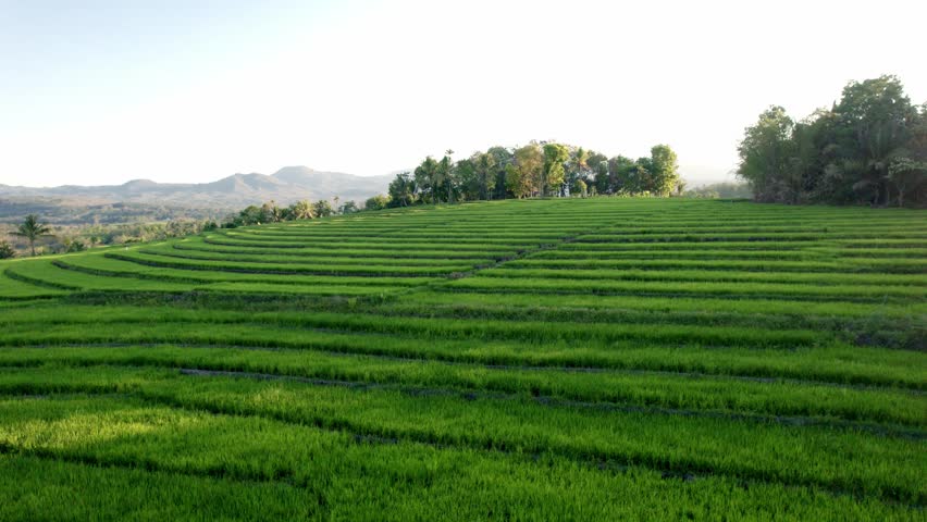 Aerial view of lush green rice field with rows of crops illuminated by golden sunset light. Scenic rural farmland with warm sunlight shining through trees, symbolizing nature, growth, and harvest.