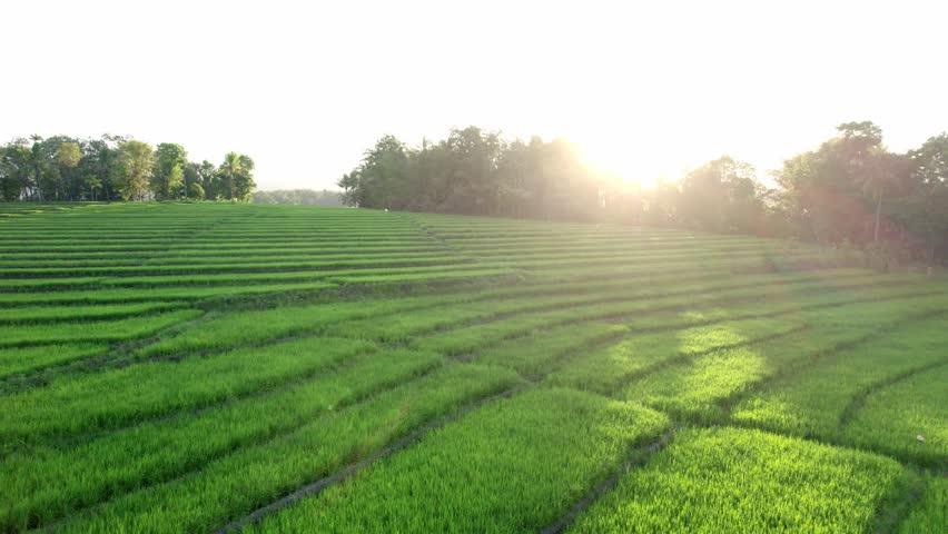 Aerial view of lush green rice field with rows of crops illuminated by golden sunset light. Scenic rural farmland with warm sunlight shining through trees, symbolizing nature, growth, and harvest.