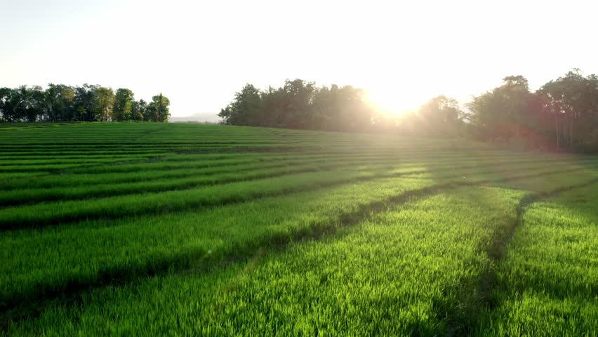 Aerial view of lush green rice field with rows of crops illuminated by golden sunset light. Scenic rural farmland with warm sunlight shining through trees, symbolizing nature, growth, and harvest.