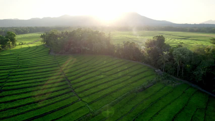 Aerial view of lush green rice field with rows of crops illuminated by golden sunset light. Scenic rural farmland with warm sunlight shining through trees, symbolizing nature, growth, and harvest.