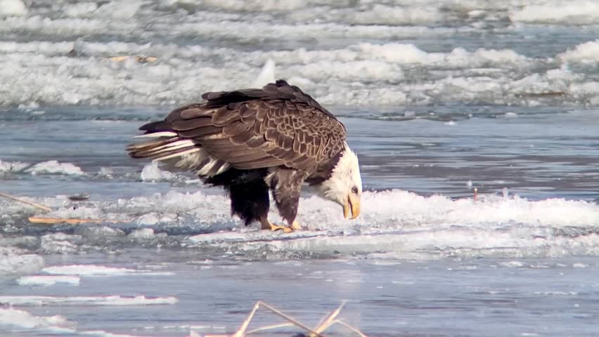 Bald eagle (Haliaeetus leucocephalus) standing on icy Mississippi River backwater, eating a small fish, showcasing majestic raptor behavior in a winter setting.