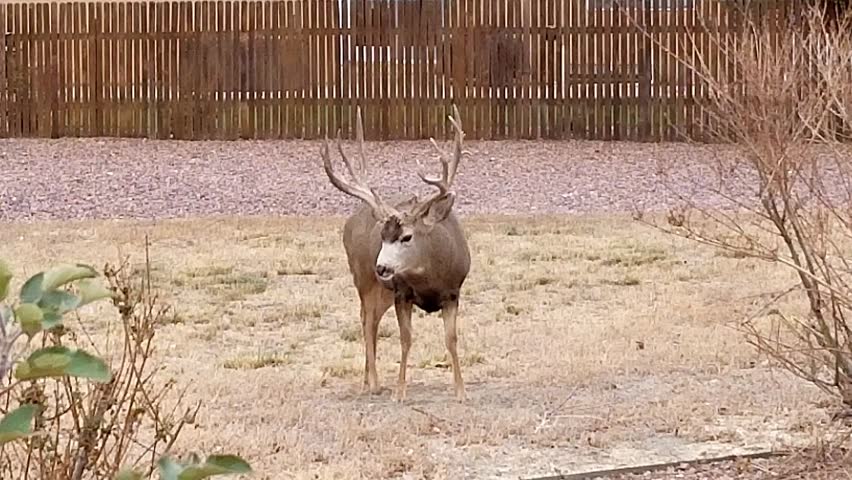 Large mule deer buck (Odocoileus hemionus) with impressive antlers scratching and waving its rack in a Colorado backyard, showing wildlife in an urban setting.