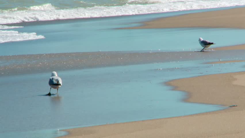 Seagulls Walking In The Shore Of Lake With Foamy Waves In Indiana Dunes National Park, USA. - static shot